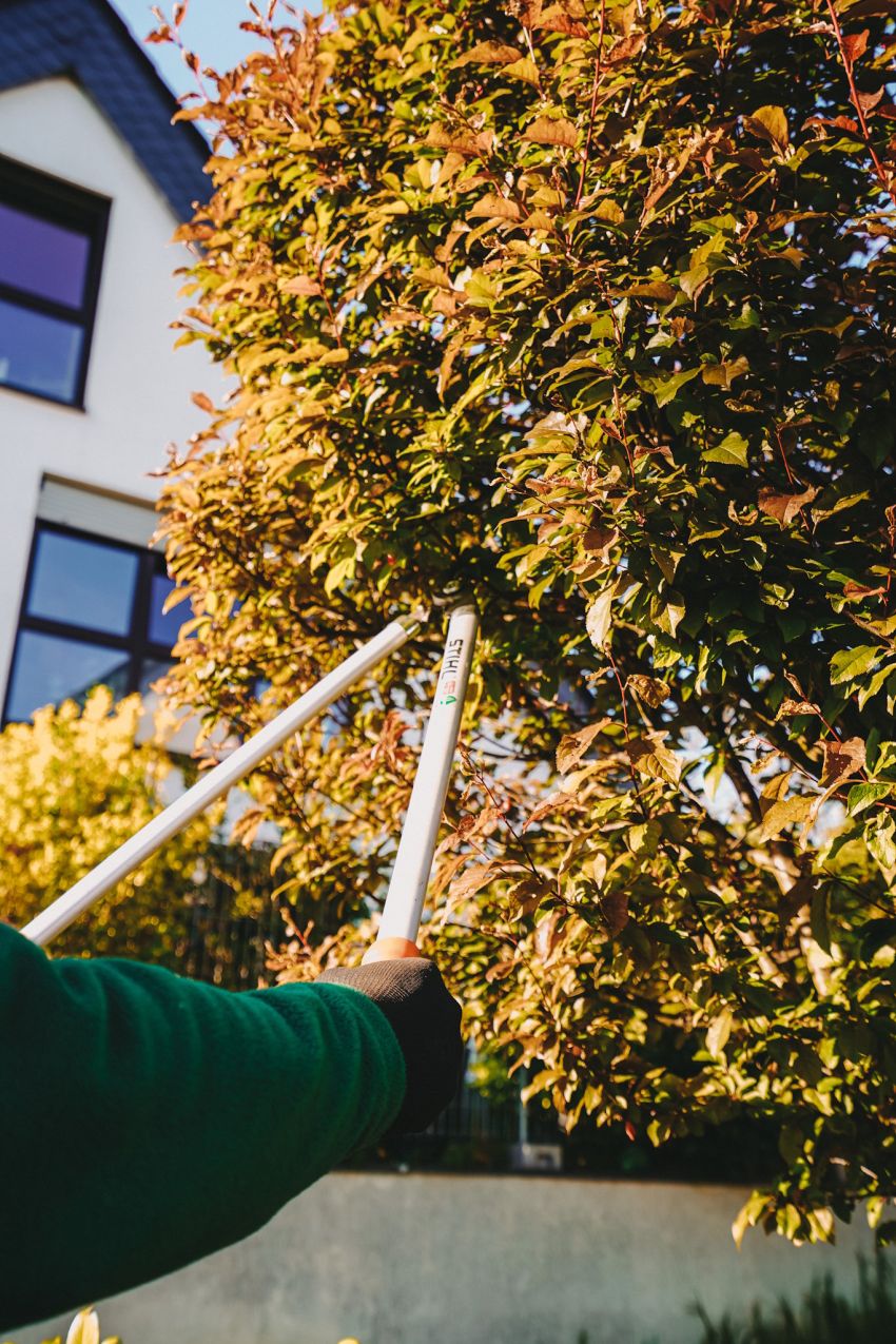 Zuschneiden eines Baumes