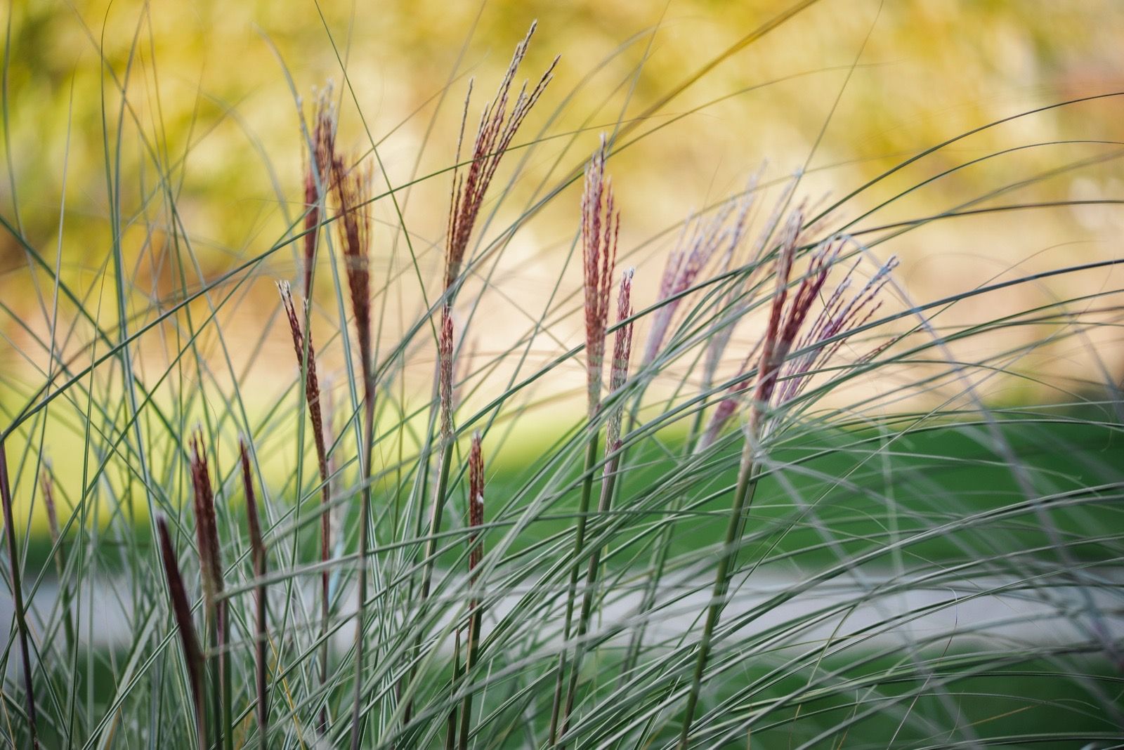Garten- & Landschaftspflege