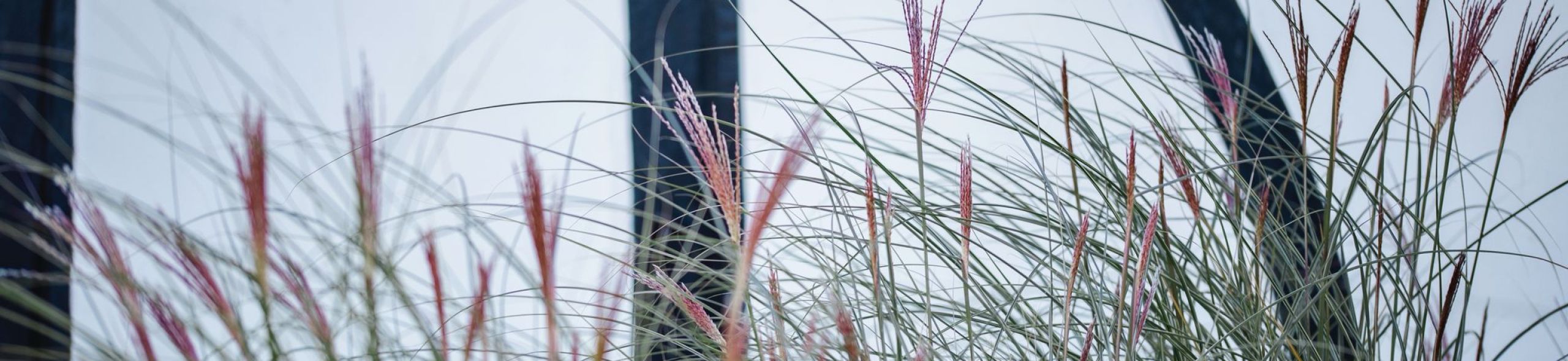 Gräser vor einem Haus